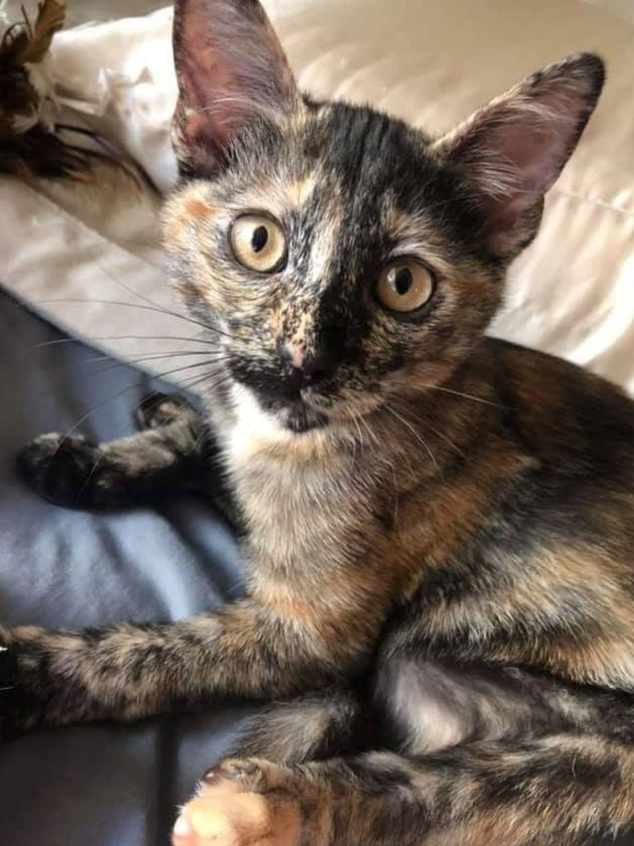 Adopt a Pet | Vanya
